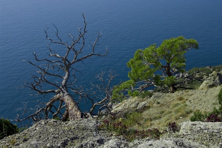 Two trees over the sea - dead and alive.の写真素材