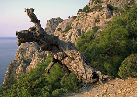 This pine tree in the Crimean Mountains looks like dried. But in fact, this snag is a part of  of a living treeの写真素材