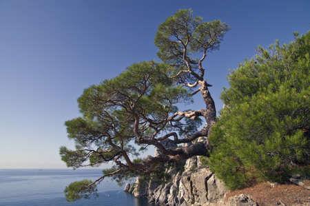 Crimea. Pine on a cliff above the sea.の写真素材