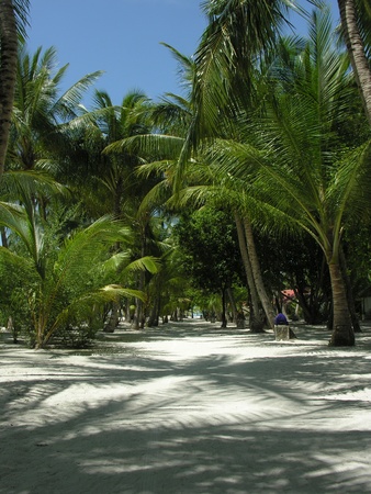 Palm Alley in the Maldives, Kani islandの写真素材