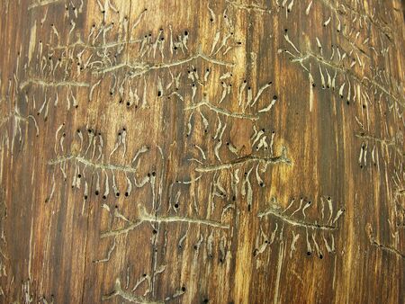 Traces of wood beetles on pine log        
