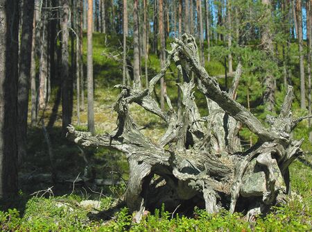 Pine stump in the Karelian forest          