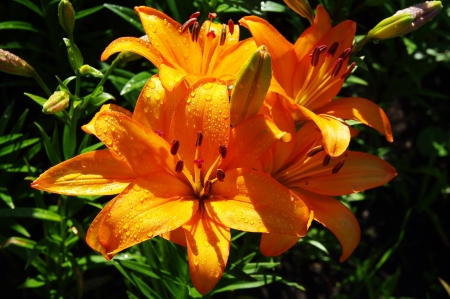 Lilies in the garden after the rain  の写真素材