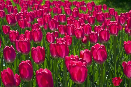 A field of red tulips in a backlight の写真素材