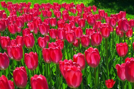 A field of red tulips in a backlight の写真素材
