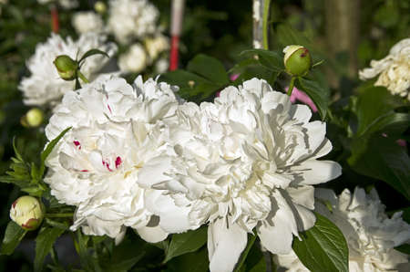 White peony flowers bush in early summer の写真素材