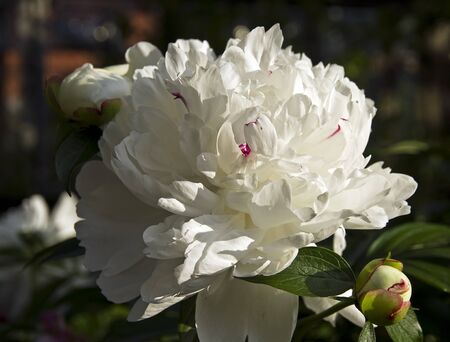 White peony flower on a bush in early summer の写真素材