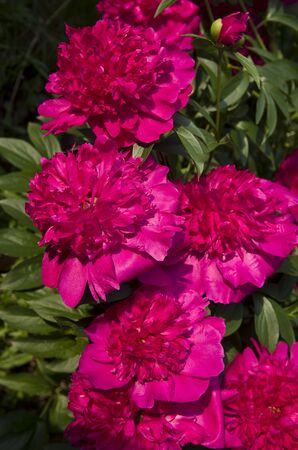 Pink peony flowers bush in early summer の写真素材