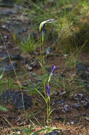 Unblown gentian buds close upの写真素材