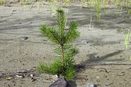 A small pine tree on the sandy beach の写真素材