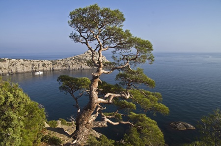 Relict Crimean pine on a rock above the seaの写真素材