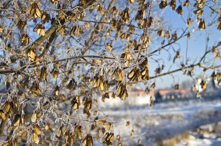 Dried seeds of maple against the winter sky 