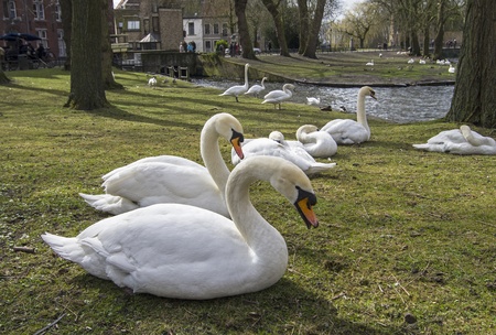 Swans in the park in the historic center of Bruges, Belgium の写真素材