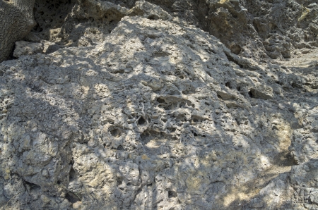 Fossilized coral deposits  Crimea, the Black Sea coast 