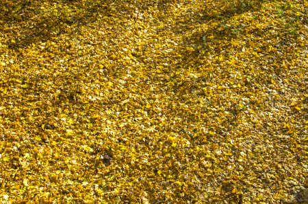 Background formed by fallen maple leaves in bright sunlightの写真素材
