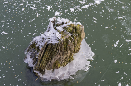 An old stump, frozen in the ice. The beginning of winter, the first ice on the lake.の写真素材