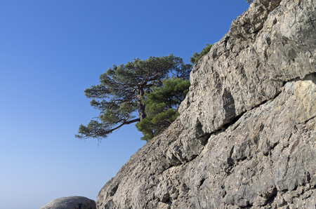 Relict pine on a rock against the blue sky. Crimea.の写真素材