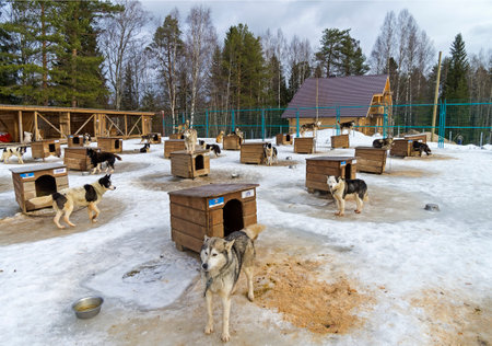 Dogs in sled dogs farm. Early March. Karelia, Russia.のeditorial素材