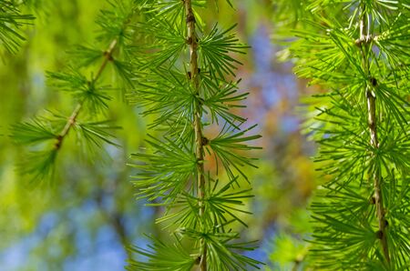 Closeup of a sprig of European larch lat. larix decidua.の写真素材