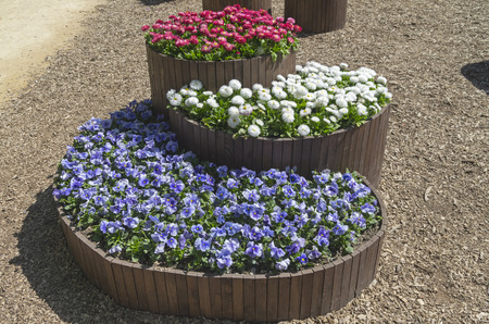 Threelevel f lower beds in the form of wooden barrels. Exhibition at the Botanical Gardenの写真素材