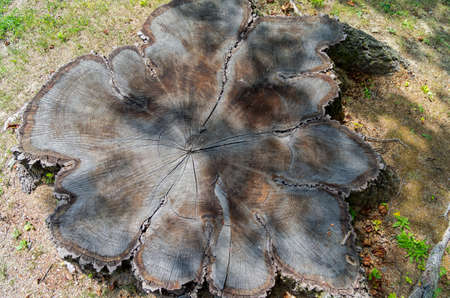 Top view of a large tree stump.の写真素材
