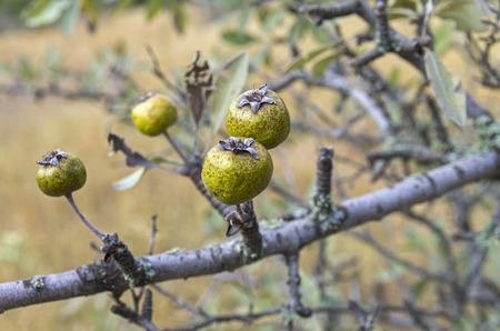 The fruits of wild pear. Forest in the Crimean mountains.の写真素材