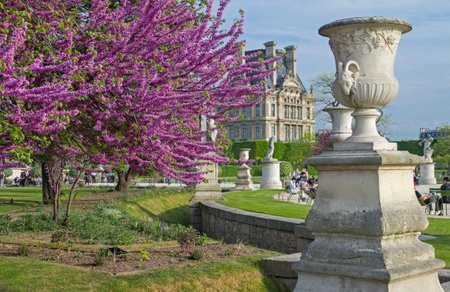 PARIS, FRANCE - MAY 8, 2016: Blossoming Cercis Siliquastrum (Judas tree). Tuileries Garden. Paris. France.のeditorial素材