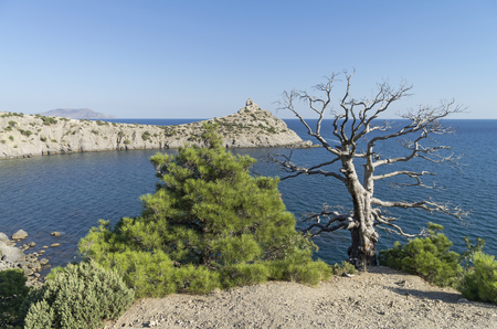 Two relict pine, live and dead,  standing together on a quiet bay.  The Black Sea coast, Crimea, September.の写真素材
