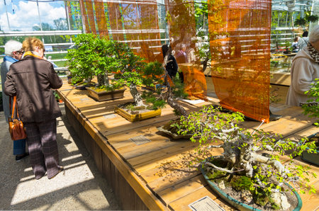 MOSCOW, RUSSIA, MAY 18, 2017:  Exhibition of Bonsai in Aptekarsky Ogorod (a branch of the Botanical Garden of Moscow State University), Moscow, Russiaのeditorial素材