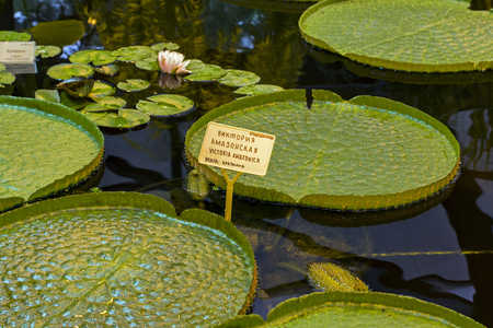 The leaves of the Amazonian Victoria in the greenhouse of the botanical garden. The russian words at the nameplate say "Victoria amazonica"の写真素材