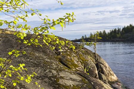 Ladoga skerries, Karelia, Russia. Flowering birch on the background of coastal granite rocks. June.の写真素材