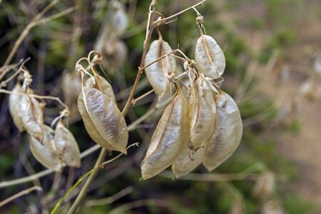 Ripe pods with acacia seeds close-up. Forest in the Crimean mountains.