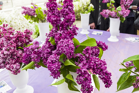 Lilac of the species of Charles Joly (Mme Lemoine)  in a bouquetの写真素材