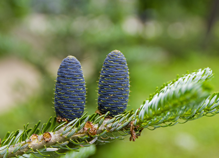 Young cones on a fir tree. June.の写真素材