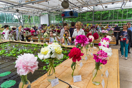 MOSCOW, RUSSIA - JUNE 26, 2017: Exhibition of peonies in Aptekarskiy Ogorod (a branch of the Botanical Garden of Moscow State University), Moscow, June.のeditorial素材