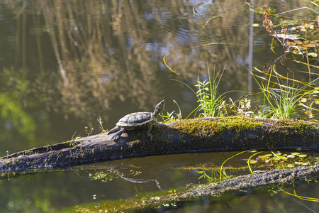 The turtle is basking in the sun on a tree trunk lying on the surface of a pondの写真素材