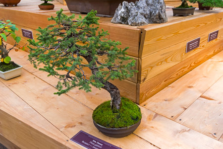 Bonsai - Sakhalin spruce (Picea glehnii). Age - about 45 years. Exhibition of Bonsai in Aptekarsky Ogorod (a branch of the Botanical Garden of Moscow State University), Moscow, Russia, November 2017.のeditorial素材