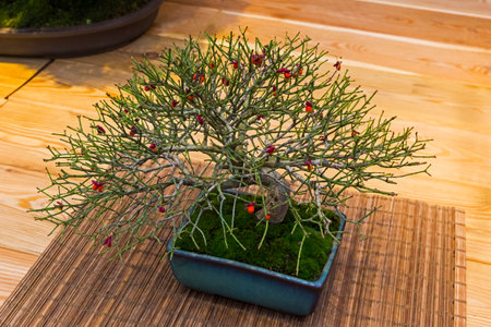 Bonsai - Japanese spindle (Euonymus japonicus). Age - about 12 years. Exhibition of Bonsai in Aptekarsky Ogorod (a branch of the Botanical Garden of Moscow State University), Moscow, Russia, November 2017.のeditorial素材