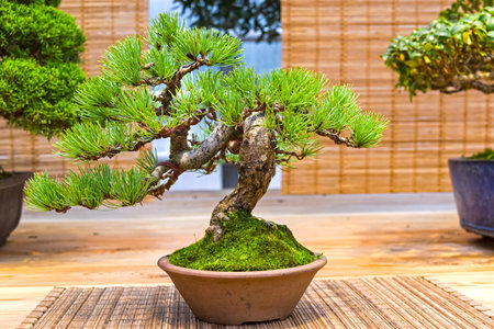 Bonsai - Japanese white pine (Pinus parviflora). Age - about 20 years. Exhibition of Bonsai in Aptekarsky Ogorod (a branch of the Botanical Garden of Moscow State University), Moscow, Russia, November 2017.のeditorial素材