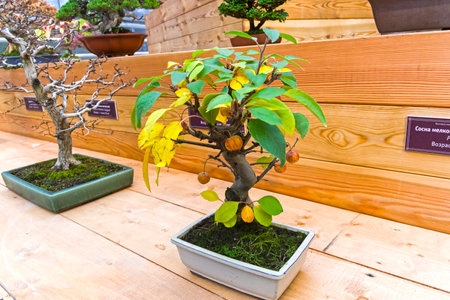 Bonsai - apple (Malus). Age - about 12 years. Exhibition of Bonsai in Aptekarsky Ogorod (a branch of the Botanical Garden of Moscow State University), Moscow, Russia, November 2017.のeditorial素材