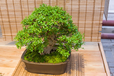 Bonsai -  Rhododendron indicum. Age - about 50 years. Exhibition of Bonsai in Aptekarsky Ogorod (a branch of the Botanical Garden of Moscow State University), Moscow, Russia, November 2017.のeditorial素材