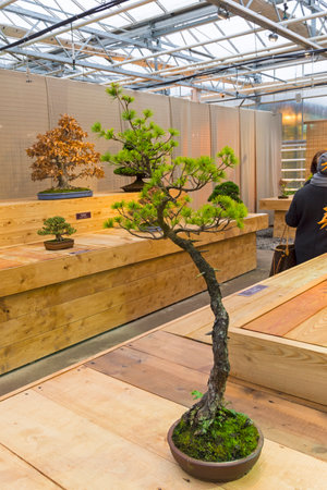 Bonsai - Japanese white pine (Pinus parviflora). Age - about 30 years. Exhibition of Bonsai in Aptekarsky Ogorod (a branch of the Botanical Garden of Moscow State University), Moscow, Russia, November 2017.のeditorial素材