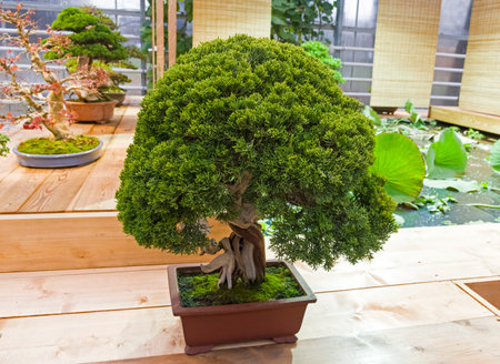 Bonsai - Chinese juniper (Juniperus chinensis). Age - about 50 years. Exhibition of Bonsai in Aptekarsky Ogorod (a branch of the Botanical Garden of Moscow State University), Moscow, Russia, November 2017.のeditorial素材