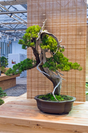 Bonsai - Chinese juniper (Juniperus chinensis). Age - about 100 years. Exhibition of Bonsai in Aptekarsky Ogorod (a branch of the Botanical Garden of Moscow State University), Moscow, Russia, November 2017.のeditorial素材