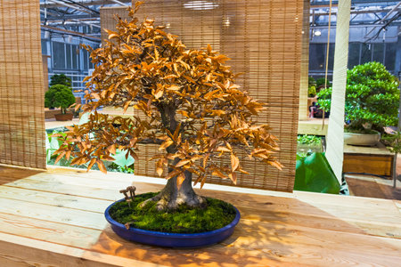 Bonsai - Japanese beech (Fagus crenata). Age - about 50 years. Exhibition of Bonsai in Aptekarsky Ogorod (a branch of the Botanical Garden of Moscow State University), Moscow, Russia, November 2017.のeditorial素材