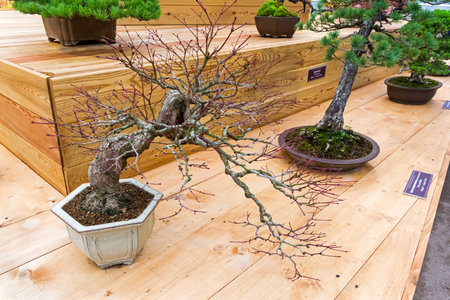 Bonsai - Japanese maple (Acer palmatum). Age - about 70 years. Exhibition of Bonsai in Aptekarsky Ogorod (a branch of the Botanical Garden of Moscow State University), Moscow, Russia, November 2017.のeditorial素材