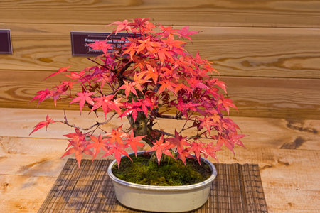 Bonsai - Japanese maple (Acer palmatum). Age - about 50 years. Exhibition of Bonsai in Aptekarsky Ogorod (a branch of the Botanical Garden of Moscow State University), Moscow, Russia, November 2017.のeditorial素材