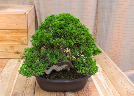 Bonsai - Chinese juniper (Juniperus chinensis). Age - about 60 years. Exhibition of Bonsai in Aptekarsky Ogorod (a branch of the Botanical Garden of Moscow State University), Moscow, Russia, November 2017.のeditorial素材