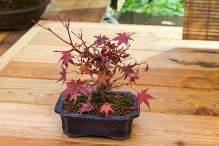 Bonsai - Japanese maple (Acer palmatum). Age - about 15 years. Exhibition of Bonsai in Aptekarsky Ogorod (a branch of the Botanical Garden of Moscow State University), Moscow, Russia, November 2017.のeditorial素材