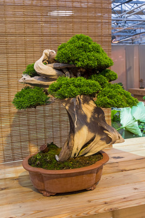 Bonsai - Chinese juniper (Juniperus chinensis). Age - about 150 years. Exhibition of Bonsai in Aptekarsky Ogorod (a branch of the Botanical Garden of Moscow State University), Moscow, Russia, November 2017.のeditorial素材